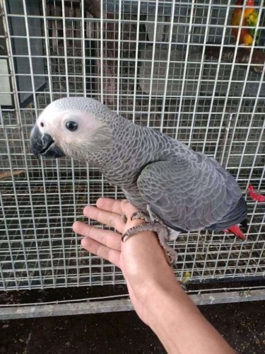4 Months Old African Grey Parrot