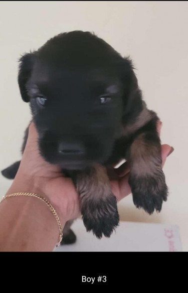 Poodle Mixed With Rottweiler Puppies For Sale
