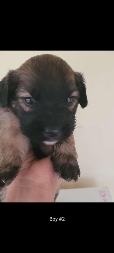 Poodle Mixed With Rottweiler Puppies For Sale