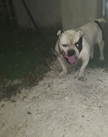 Bully Mix With Bull Pup