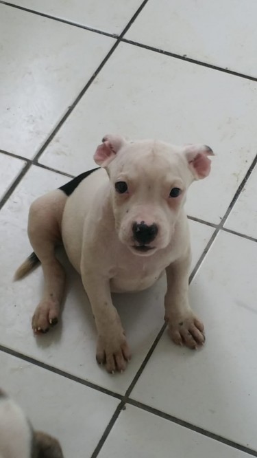 Beautiful Pitbull Pups Available 
