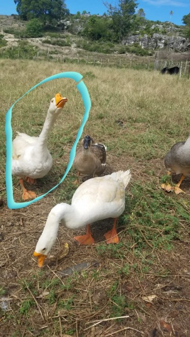Geese For Sale 