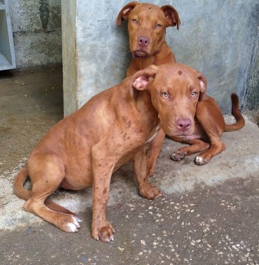 French Mastiff Pitbull Mixes- WHATSAPP ONLY