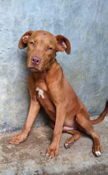 French Mastiff Pitbull Mixes- WHATSAPP ONLY