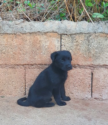 Labrador And Shepard Female Puppies
