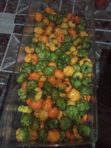 Hot Peppers For Sale Very Hot 300 Dollars Per Pou