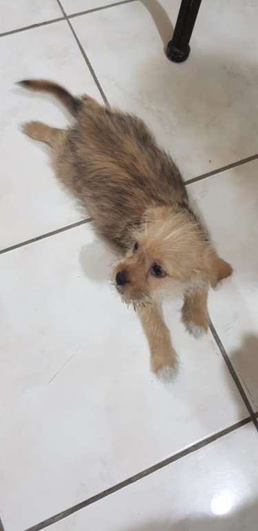 10 Weeks Old Puppy For Sale
