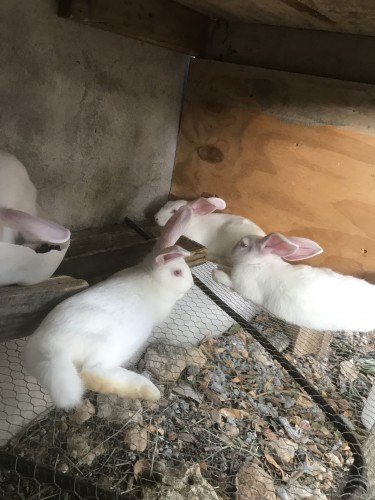 Rabbits For Sale In Clarendon, Jamaica 