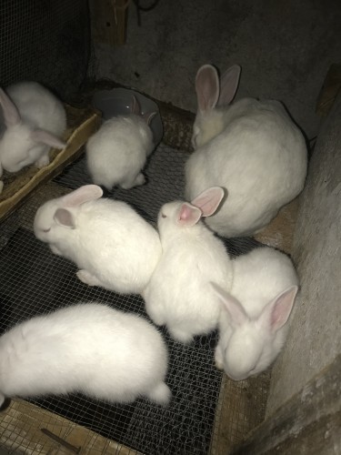 Rabbits For Sale In Clarendon, Jamaica 