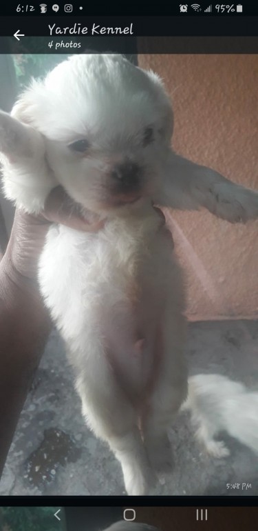 Male Shih-tzu Available 