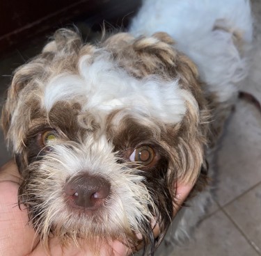 Fully Vaccinated Male Shih Poo