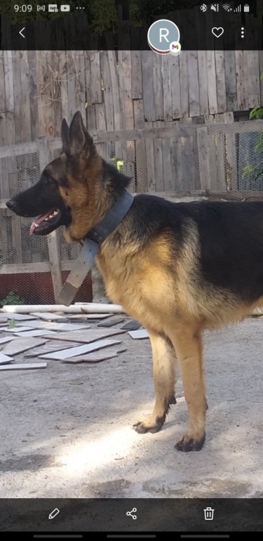 Stud Registered GSD (conditions Apply)