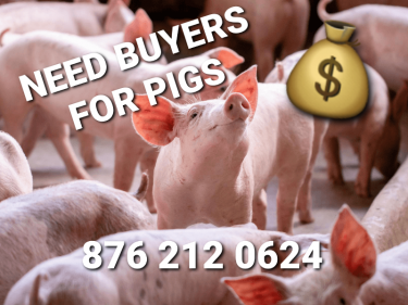 Need Buyers For Pigs