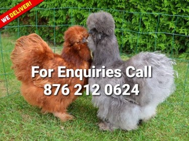Silkie Chickens For Sale In Jamaica 