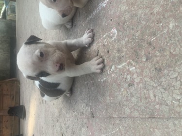Pitbull Puppies 