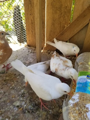 White And Mix Ring Neck Doves