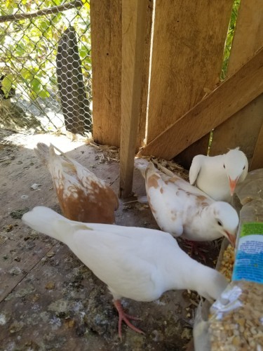 White And Mix Ring Neck Doves