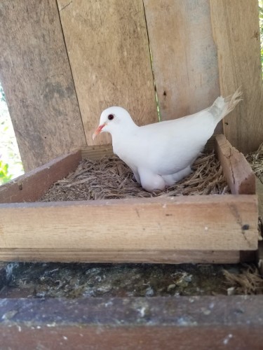 White And Mix Ring Neck Doves