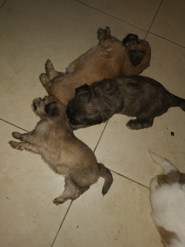 Shih Tzu Pomeranian Puppies