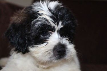  Male Shihpoo Puppy - WHATSAPP MESSAGE ONLY