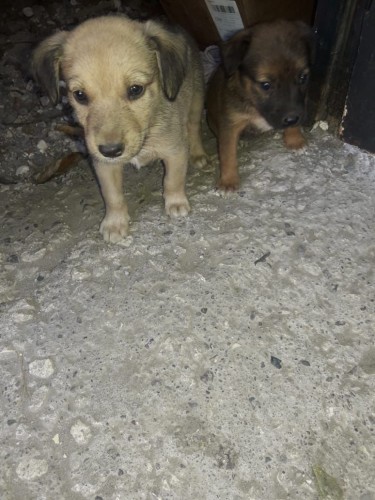 Dogs And Puppies For Sale