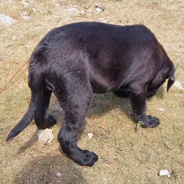 FULLY Vaccinated Labrador Retriever (Male)