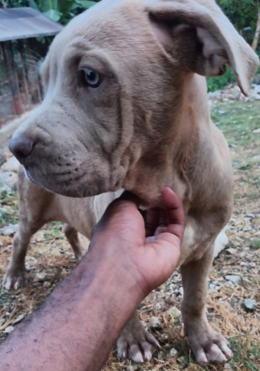 Fully Vaccinated Mastiff Pup (Male)