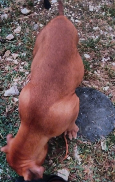 Mastiff Pup (Male)