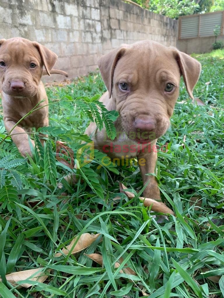 red bear pitbull puppies for sale