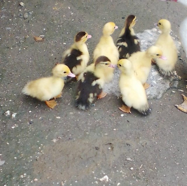 Baby Ducks For Sale(Pair)