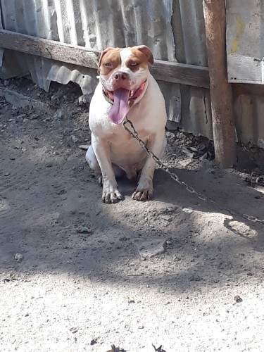 Catahoula Mix American Bulldog 