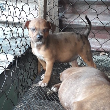 Catahoula Mix American Bulldog 