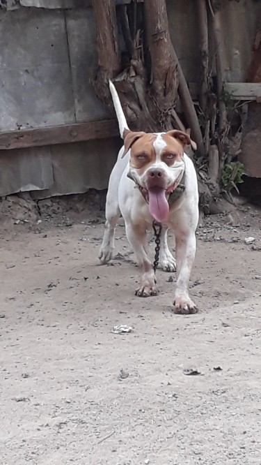 Catahoula Mix American Bulldog 