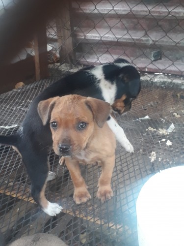 Catahoula Mix American Bulldog 