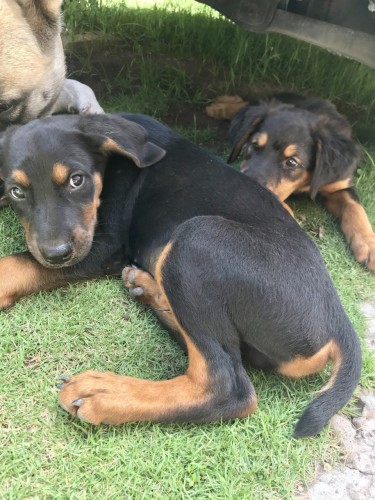 Male Doberman Rottweiler Puppy