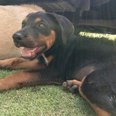 Male Doberman Rottweiler Puppy