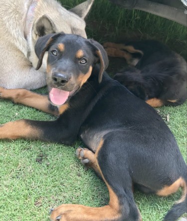 Male Doberman Rottweiler Puppy