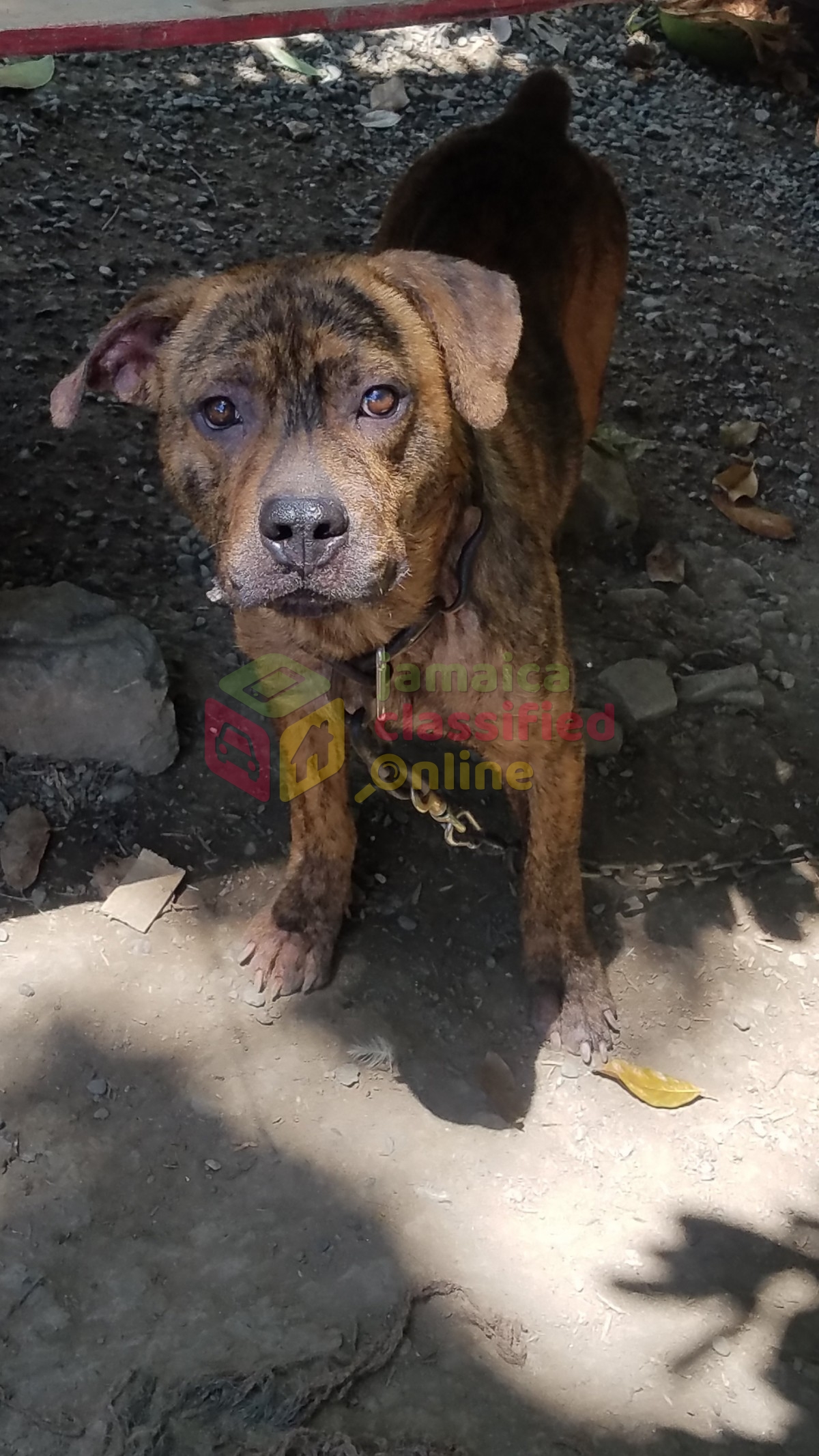 Pitbull Mix With Rottweiler for sale in Morant Bay St
