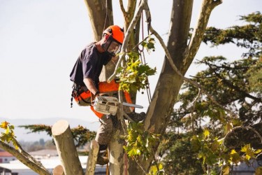 Advance Tree Cutting/Removal