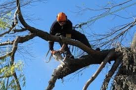 Advance Tree Cutting/Removal