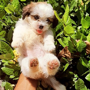 Pomeranian-shih Tzu Puppies For Sale