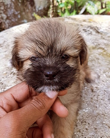 Pomeranian-shih Tzu Puppies For Sale