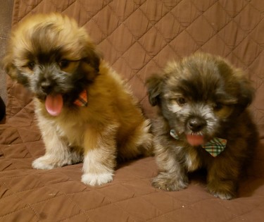 Adorable Male  Shiranian Pups