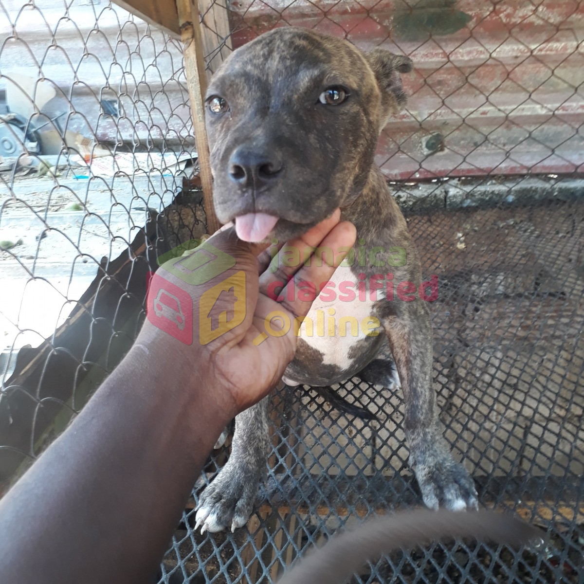 Bully X Pitbull for sale in Spanish Town St Catherine Dogs