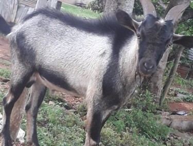 2 Ram Goats For Sale!! 