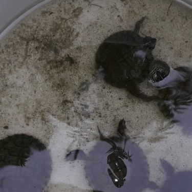 Baby Red Eared Slider  For Sale .  1500 Per Turtle