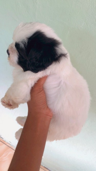 Shih Tzu Pomeranian Mix Puppies 