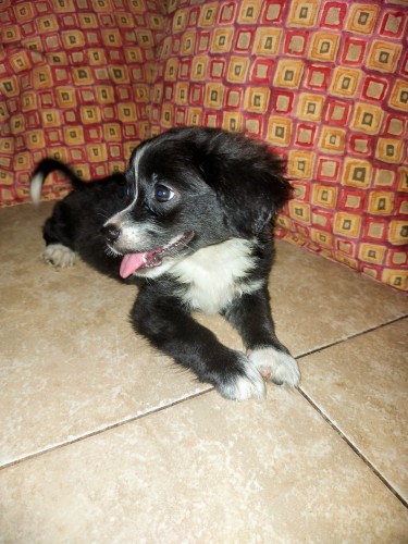 Pomshi (Pomeranian X Shih Tzu) Puppy For Sale 