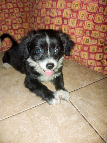 Pomshi (Pomeranian X Shih Tzu) Puppy For Sale 