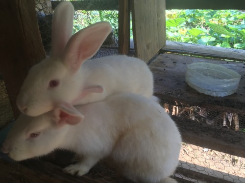 Local Breed Rabbits